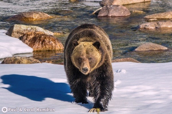 Banff Wildlife During April